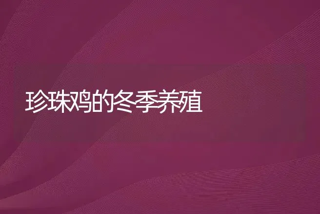 珍珠鸡的冬季养殖 | 动物养殖