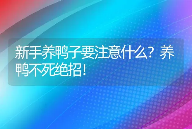 新手养鸭子要注意什么？养鸭不死绝招！ | 家禽养殖