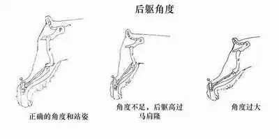 关于“迷你雪纳瑞”的那些事儿 | 宠物新闻资讯