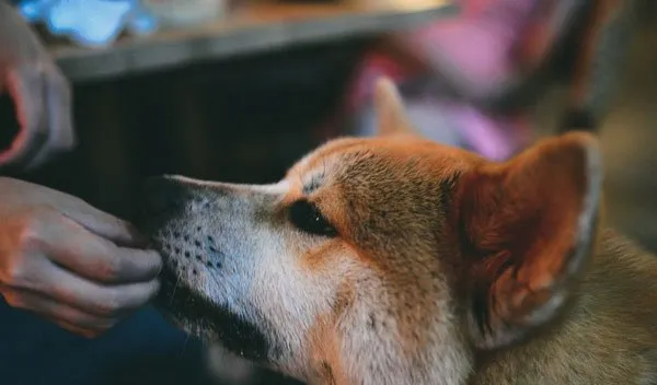 秋田犬性格特点和秋田犬图片 | 宠物狗饲养