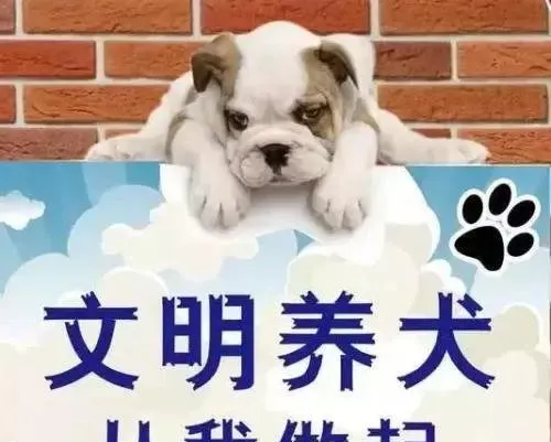 金华养犬新规本月底正式实施！这些狗都不能养了，否则…… | 宠物政策法规