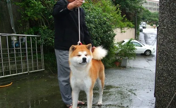 秋田犬性格特点和秋田犬图片 | 宠物狗饲养