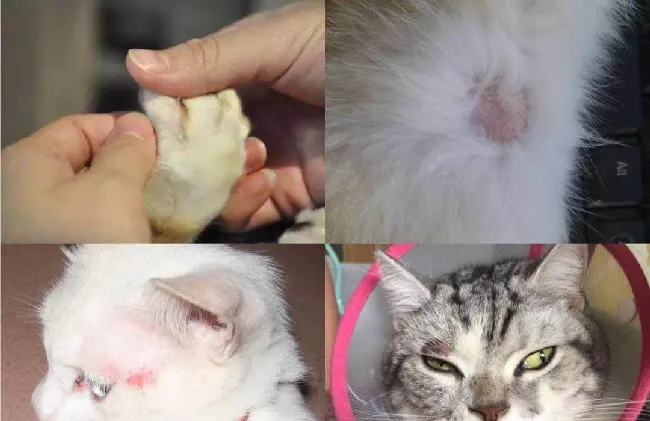 猫咪得了猫藓怎么办？猫藓又该如何预防？ | 宠物猫病虫害防治