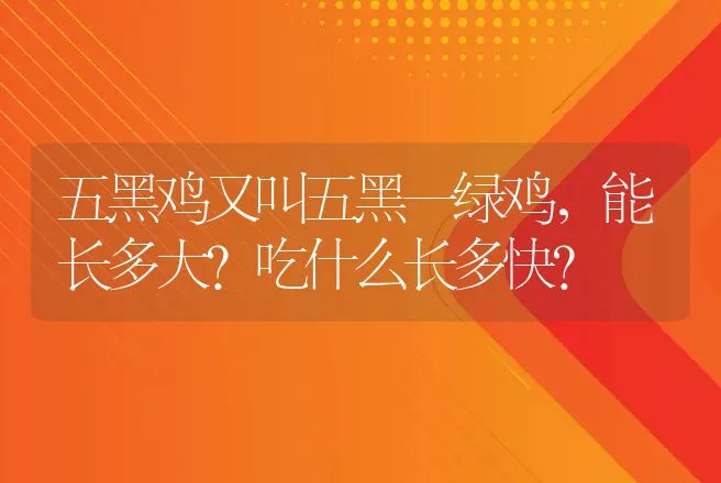 五黑鸡又叫五黑一绿鸡，能长多大？吃什么长多快？ | 家禽养殖