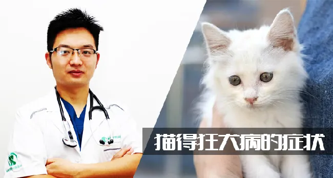 猫得狂犬病的症状 | 养宠入门知识