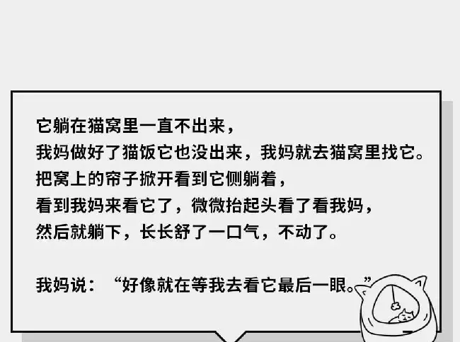 在猫咪的眼里，它们是如何理解离别的？ | 宠物猫饲养