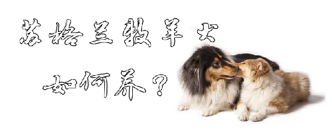 苏格兰牧羊犬如何养 | 宠物病虫害防治