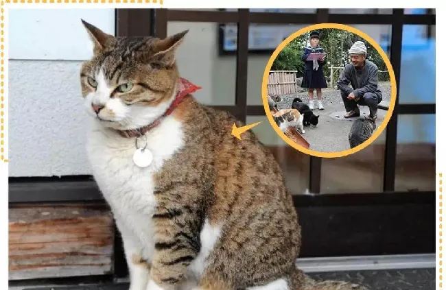 日本30多只流浪猫集体出家，居然带火了这家寺庙！ | 宠物新闻资讯