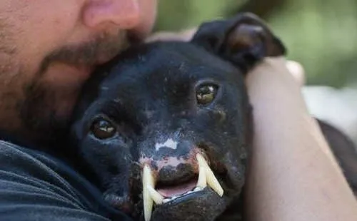 比特犬没有了鼻子连呼吸都十分困难 | 宠物新闻资讯