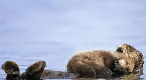 水濑的主要保护措施和水濑图片 | 另类宠物图片