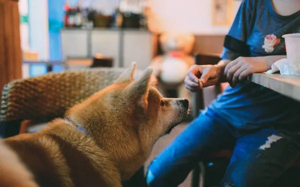 秋田犬性格特点和秋田犬图片 | 宠物狗饲养