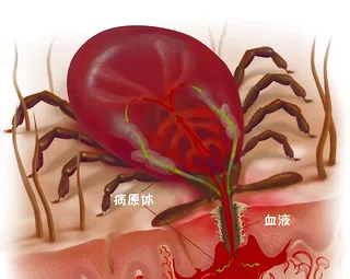 狗狗身上有蜱虫怎么办？教你一个快速有效的办法 | 宠物狗病虫害防治