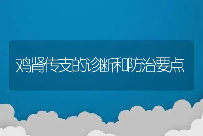 鸡肾传支的诊断和防治要点 | 动物养殖