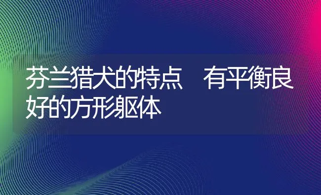 芬兰猎犬的特点 有平衡良好的方形躯体 | 宠物喂养