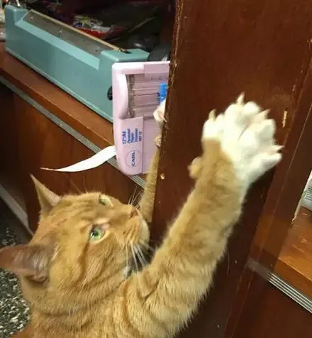 纽约中国城的店猫Bobo因负责走红网络！ | 宠物猫图片