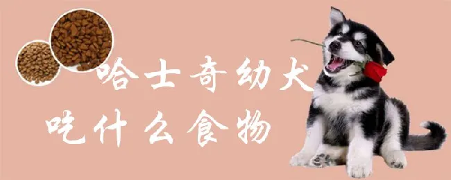 哈士奇幼犬吃什么食物 | 宠物病虫害防治