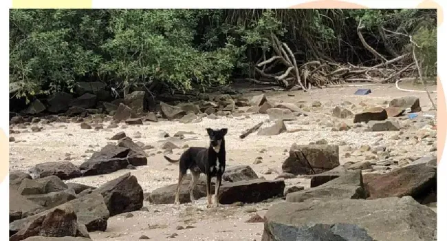 香港犬岛，一座被用来遗弃狗狗的孤岛 | 宠物新闻资讯