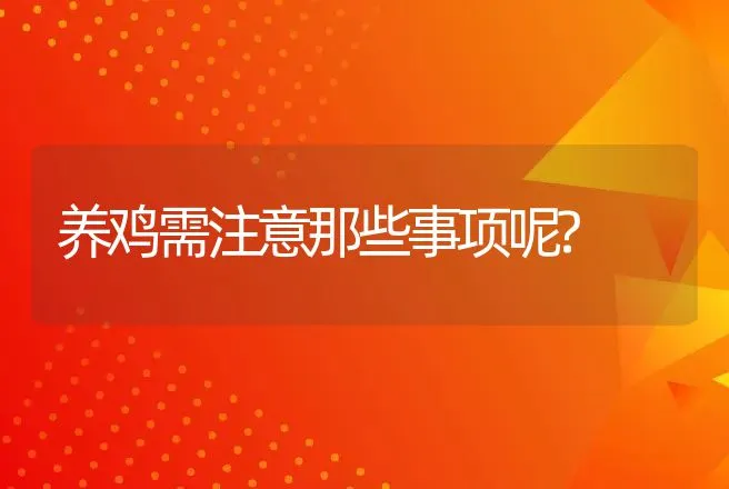 养鸡需注意那些事项呢? | 动物养殖