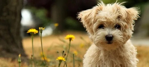 泰迪犬一天吃多少狗粮，喂养泰迪犬注意事项【图】 | 宠物狗饲养