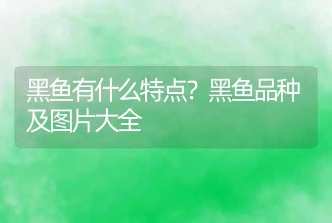 黑鱼有什么特点？黑鱼品种及图片大全 | 动物养殖