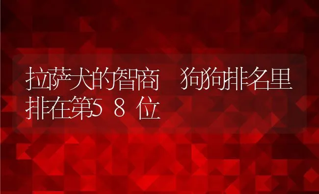 拉萨犬的智商 狗狗排名里排在第58位 | 宠物猫