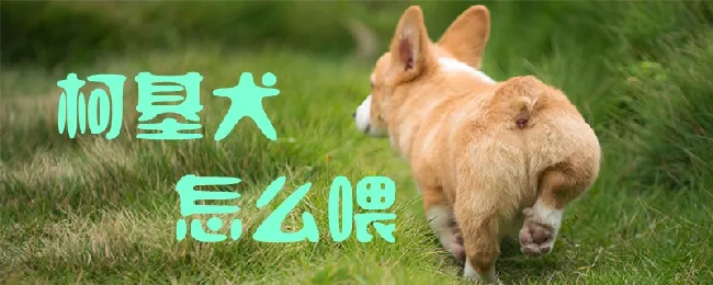 柯基犬怎么喂 | 宠物病虫害防治