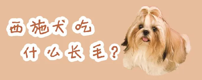 西施犬吃什么长毛 | 宠物病虫害防治