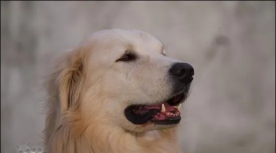 怎么帮库瓦兹犬修毛 库瓦兹犬修毛教程 | 宠物病虫害防治