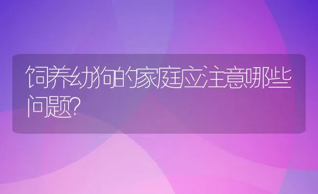 饲养幼狗的家庭应注意哪些问题？ | 宠物猫