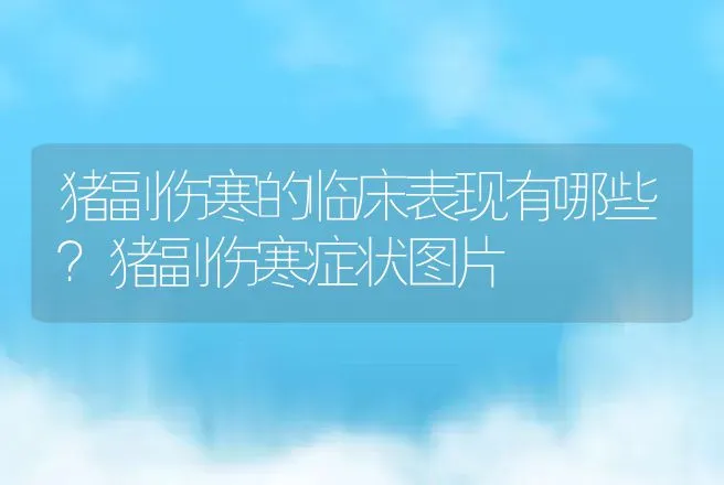 猪副伤寒的临床表现有哪些？猪副伤寒症状图片 | 兽医知识大全