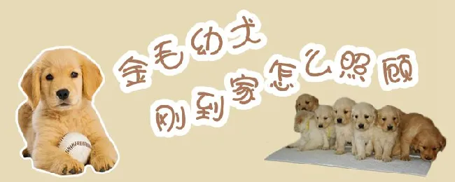 金毛幼犬刚到家怎么照顾 | 宠物病虫害防治