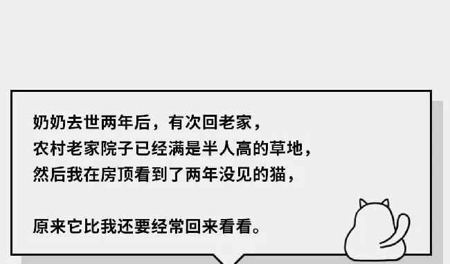 在猫咪的眼里，它们是如何理解离别的？ | 宠物猫饲养