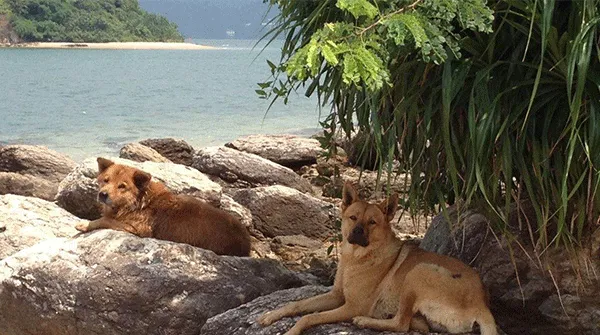 香港犬岛，一座被用来遗弃狗狗的孤岛 | 宠物新闻资讯