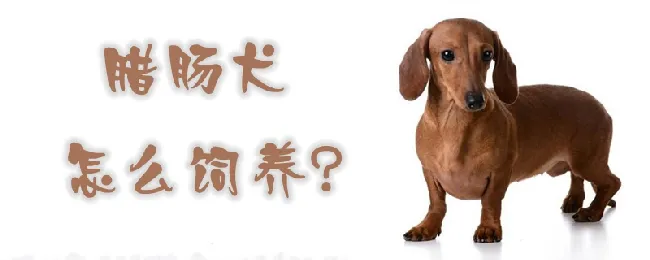 腊肠犬怎么饲养 | 宠物病虫害防治