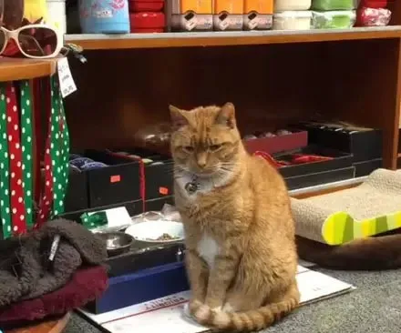 纽约中国城的店猫Bobo因负责走红网络！ | 宠物猫图片