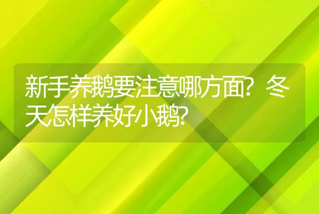 新手养鹅要注意哪方面?冬天怎样养好小鹅? | 家禽养殖