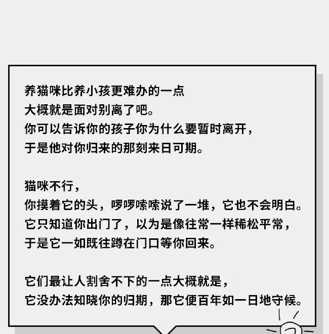 在猫咪的眼里，它们是如何理解离别的？ | 宠物猫饲养