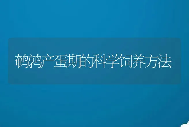 鹌鹑产蛋期的科学饲养方法 | 动物养殖