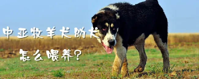 中亚牧羊犬幼犬怎么喂养 | 宠物病虫害防治