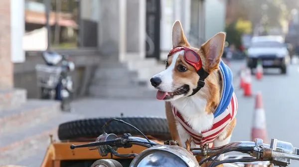 【柯基犬图片】健步如飞且潮范十足的柯基犬 | 宠物狗图片