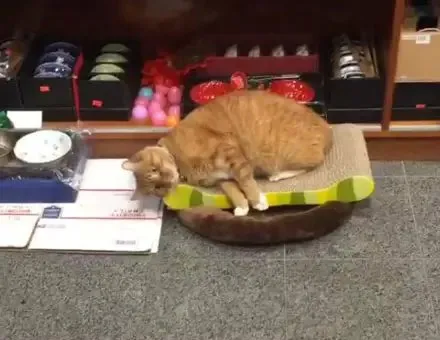 纽约中国城的店猫Bobo因负责走红网络！ | 宠物猫图片