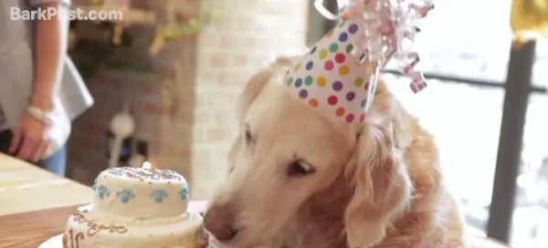 高龄搜救犬过十六岁生日坐礼车吃不完的零食 | 宠物新闻资讯