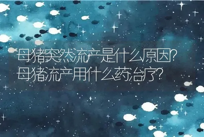 母猪突然流产是什么原因？母猪流产用什么药治疗？ | 兽医知识大全