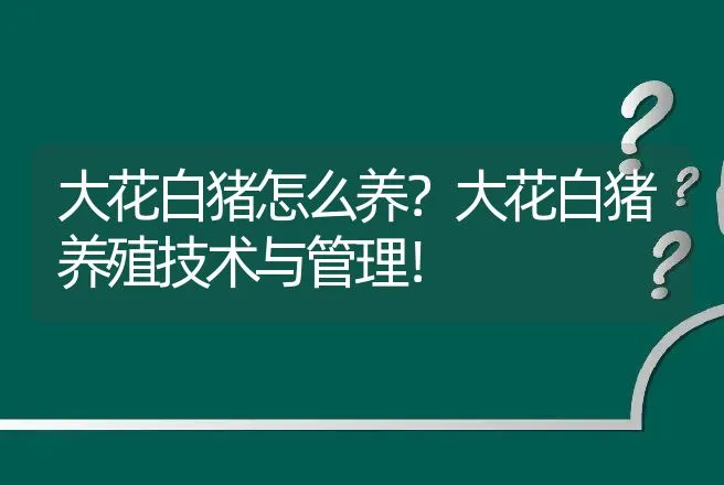 大花白猪怎么养？大花白猪养殖技术与管理！ | 家畜养殖