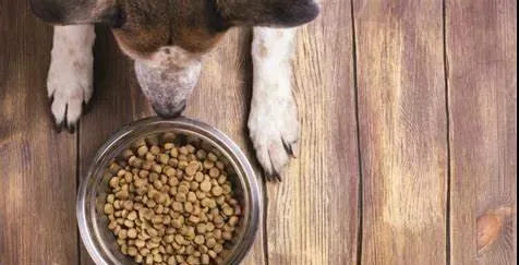 狗狗和猫咪在饮食上原来有这么多不同！ | 宠物狗饲养