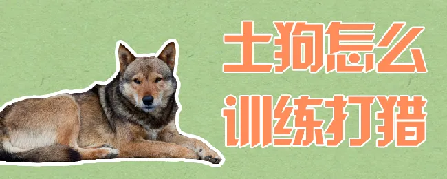 土狗怎么训练打猎 | 宠物训练技巧