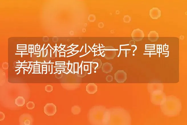 旱鸭价格多少钱一斤？旱鸭养殖前景如何？ | 家禽养殖