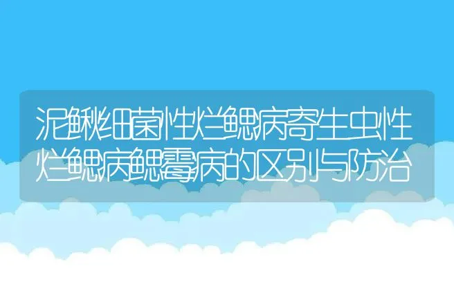 泥鳅细菌性烂鳃病寄生虫性烂鳃病鳃霉病的区别与防治 | 水产知识