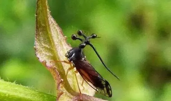 5种相貌独特的生物，最后一种就在你我身边！ | 宠物新闻资讯