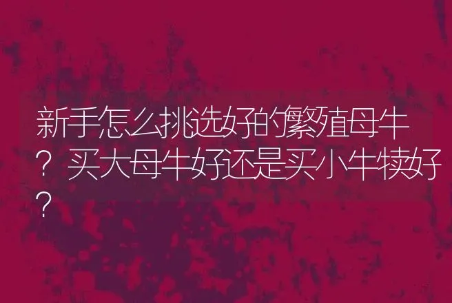 新手怎么挑选好的繁殖母牛？买大母牛好还是买小牛犊好？ | 家畜养殖